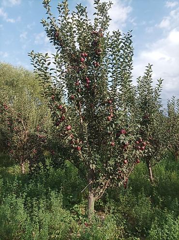 алма орук: Алмалар — 8