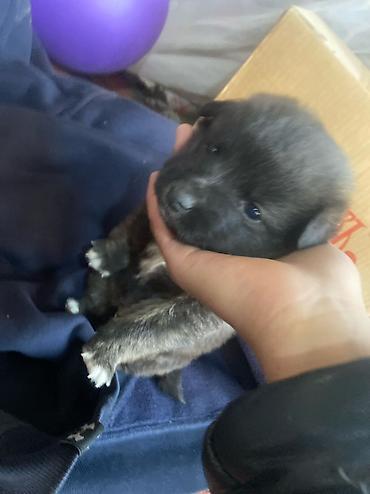 охотничий собака дратхар: 1 месяц, Самец — 1