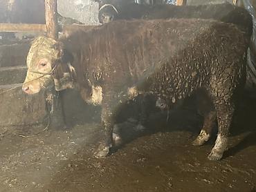 Коровы, быки: Продаю | Бык (самец) — 17