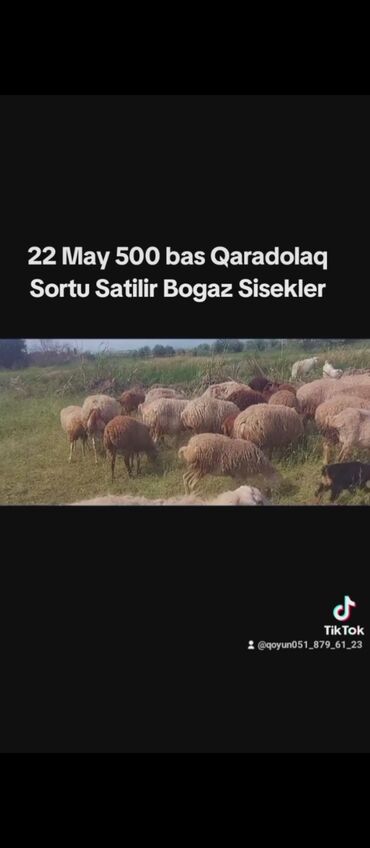 baliq qulagi satisi: 22 may 500 baş Bogaz Sisekler Satilir Damazdiq isteyen elaqe saxlasin