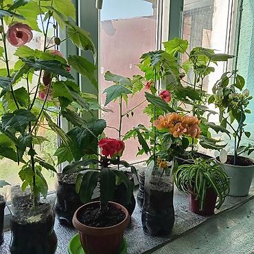 Другие комнатные растения: Абутилон (комнатный клен) — декоративное растение с крупными — 10