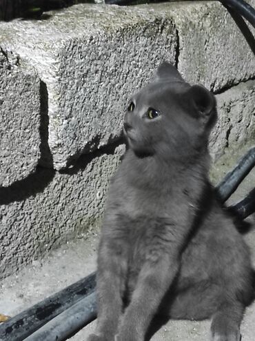 Pişiklər: Erkək