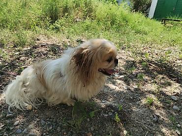 it satışı 2021: Pekines, 11 ay, Erkək, Peyvəndli, Ödənişli çatdırılma — 3