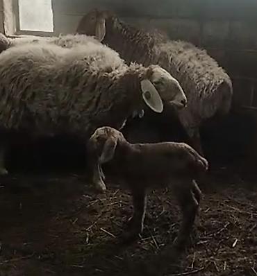 Баран, овца: Продаю | Баран (самец) | Арашан | Для разведения | Племенные — 20