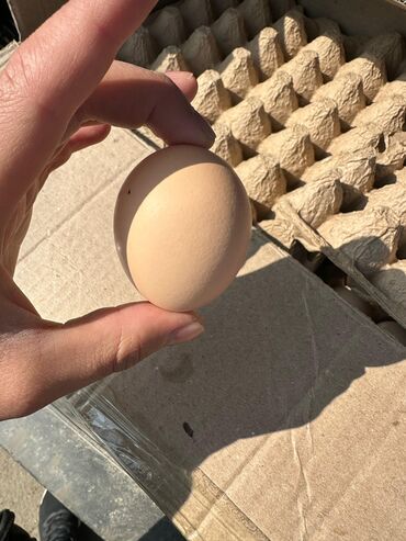 дордой моторс продукты: Яйца оптом доставка по г.Бишкек-Кант от 30 коробок бесплатная