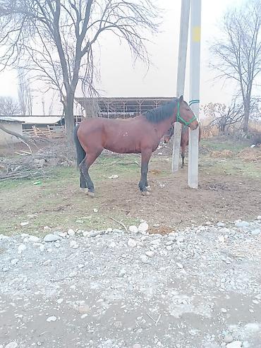 Лошади, кони: Продаю | Жеребец | Рабочий — 6