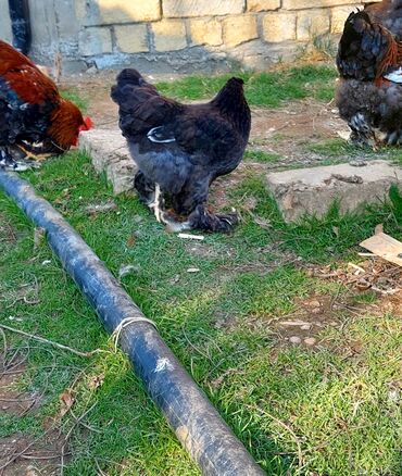 Toyuqlar: Toyuq, Brama, Ətlik — 5