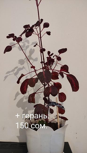 свет для кухни: Комнатные растения в горшках. 1) Колеус (разноцветная крапивка) — — 4