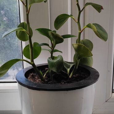 Другие комнатные растения: Пеперомия – уход. Благодаря своей декоративной красоте и относительной