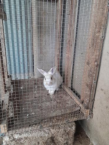 su zambagi: Ağ rəngli ev dovşanı (qulaq uclarında və burun hissəsində açıq-qəhvəyi — 1