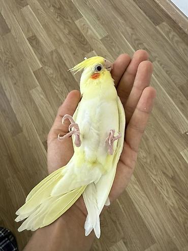 lutino: Lutino rəng mutasiyalı nimfa tutuquşusu (kakadu). Quşun tükləri açıq — 1