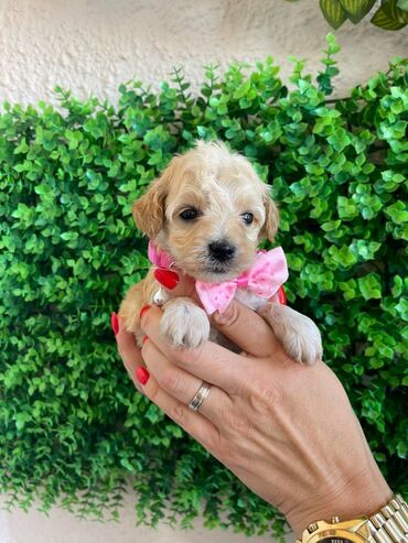 Psi: Odgajivacnica pasa "Happy Puppies" ima u ponudi prelepe stence — 2