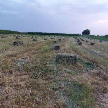 седло спортивное: Сено+люцерна первый укос