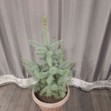 Декоративные деревья: Саженцы деревьев: Ели, Самовывоз, Платная доставка — 5