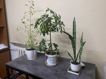 Другие комнатные растения: Комнатные растения, комнатные цветы