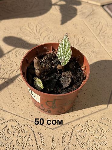 комнатные светы: Продаю домашние растения в горшках - Пилея (Pilea peperomioides) — 7