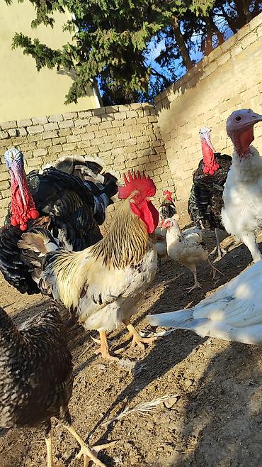 yırtıcı quş: Xoruz satılır. Çox aktiv xoruzdu. 2 yaşı var. Qiyməti 20 AZN. Toyuqla — 1