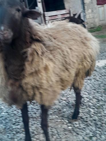 Mal-qara: Erkək, Qala, il: 1, Damazlıq, Ünvandan götürmə — 6