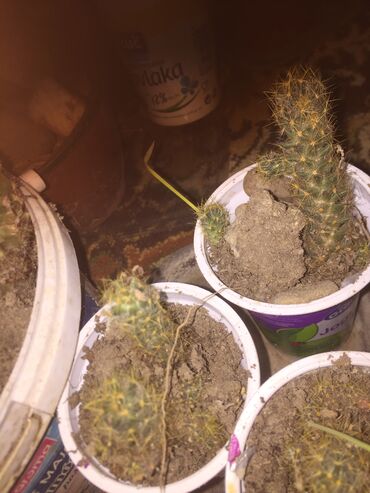 Kaktus: Kaktusi 100 dinara na lalafo.rs — 4 Kaktus: Kaktusi 100 dinara — 4