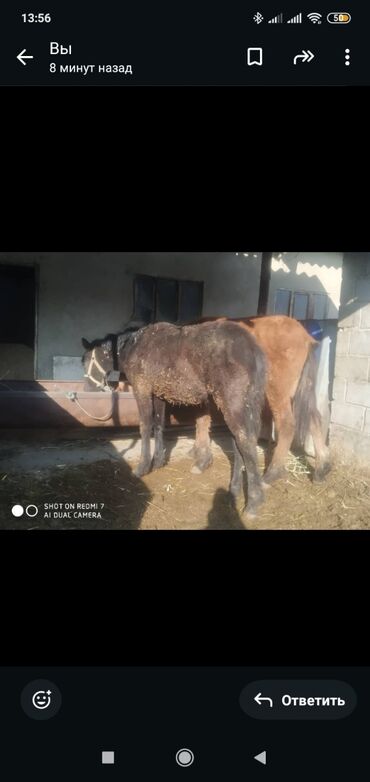 Лошади, кони: Продаю | Жеребенок | Рабочий — 6