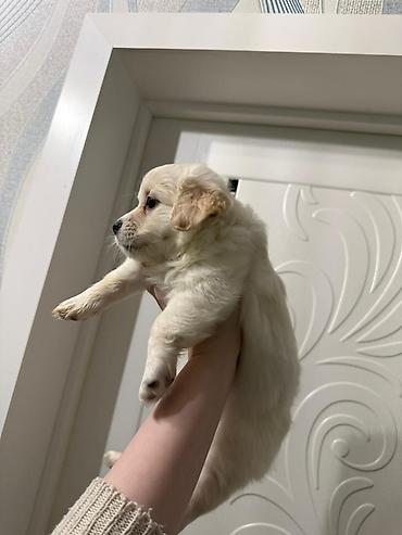 İtlər: Retriever, 2 ay — 16