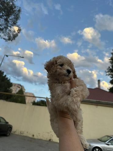 bulduk it: Pudel, 2 ay, Ünvandan götürmə, Ödənişli çatdırılma — 2