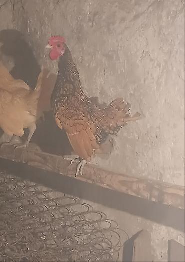 Quşlar: Sibirayit qızılı xoruzu satılır 3 denedi 3 ude Xoruzdu — 3