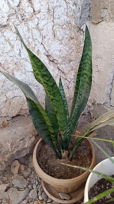 Другие комнатные растения: Комнатные растения — набор 1) Бегония (черенок/молодое растение в — 13