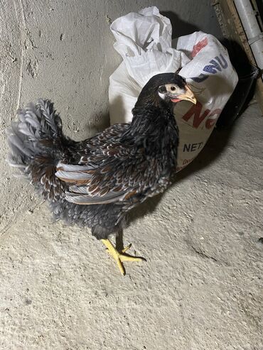 Toyuqlar: Toyuq, Damazlıq, Ödənişli çatdırılma — 10