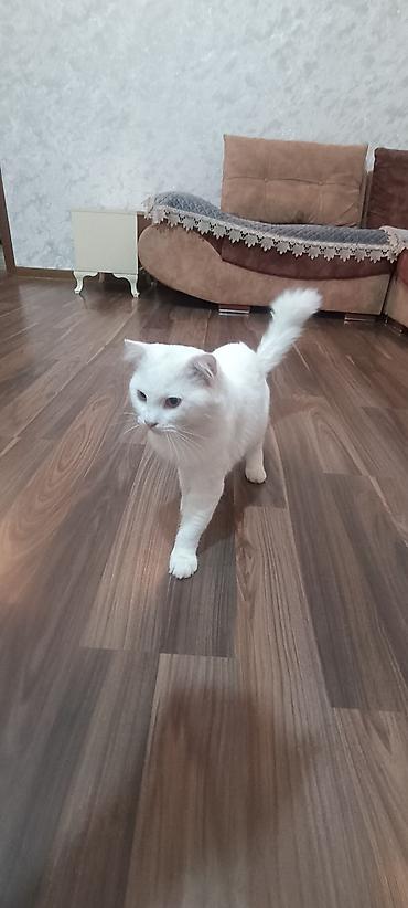 şotland dişi: Şotland yastı qulaq — 1