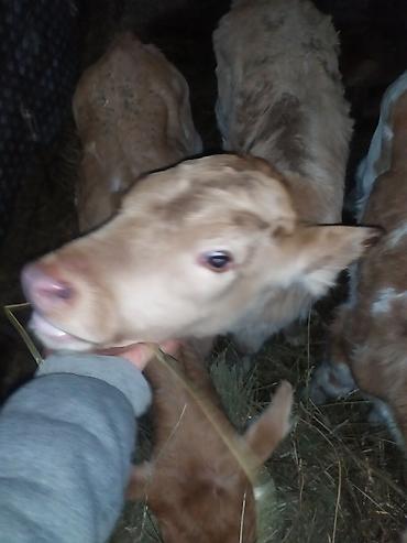 Коровы, быки: Продаю | Музоо, торпок | На откорм | Искусственник — 6