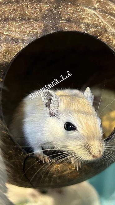 Хомяки: Продаются РУЧНЫЕ песчанки. От них НЕТ ЗАПАХА, как от хомячков и крыс — 6