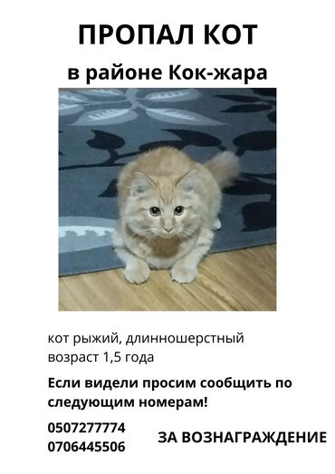 кошка шотландский: Пропала : Мальчик, Рыжий