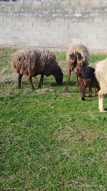 Баран, овца: Продаю | Овца (самка) | Для разведения | Матка — 8