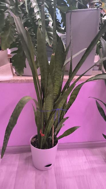 драцена: Сансевиерия (Sansevieria, «щучий хвост») в декоративном горшке. - — 1
