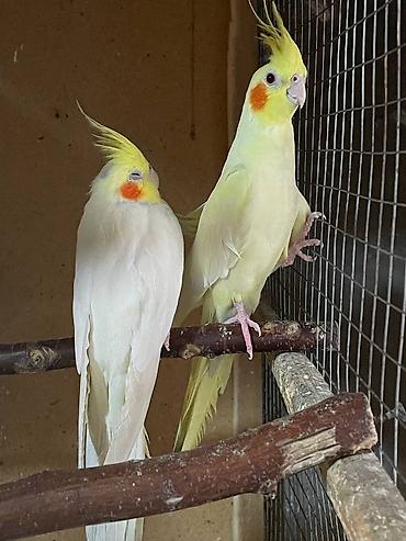 Tutuquşları: Salam. TAM SAĞLAM VİTAMİNLƏR PROFESSİONAL BİT DƏRMANİ VURULUB VƏ — 2