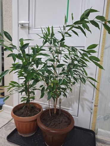 Фикусы: Срочно срочно не дорого каждая по 1500 сомов. Продаю комнатные — 3