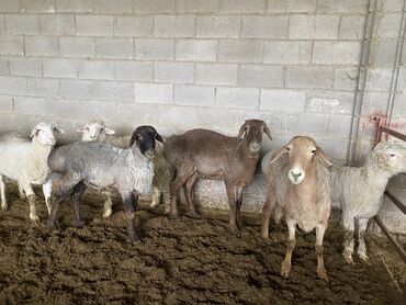 Животные: Продаю | Овца (самка), Баран (самец) | Полукровка, Меринос | На забой | Кастрированные, Матка, Ярка