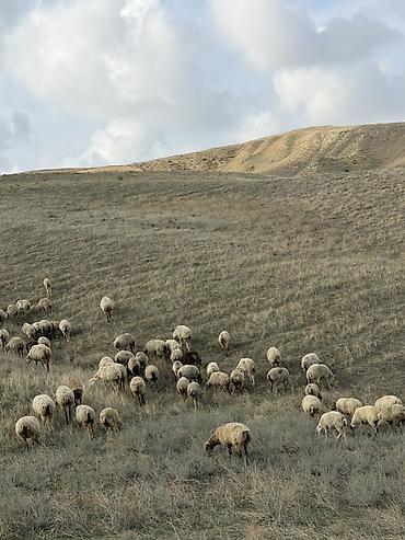 almaz qoyun: 129 baş qoyun satilir 1,2,3 qarin qoyunlar dir hamisi boğaz dir — 6