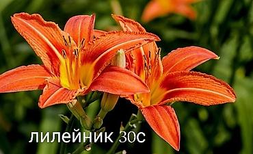 Другие виды семян и саженцев: Все растения что на фото, есть в наличии — 6