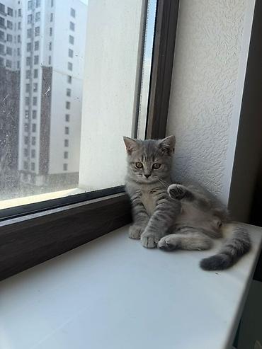 сиамский кот сколько стоит: 3 месяца, Мальчик, Серый, Приучена к лотку — 2