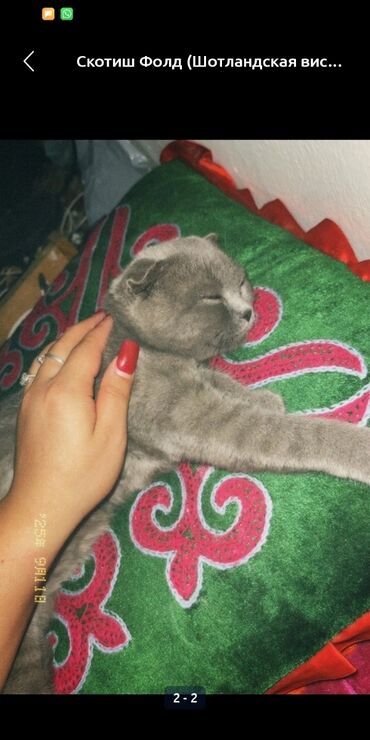 животные котята: Шотландский вислоухий котёнок (Scottish Fold). срочно продам -