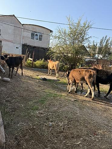арпа урук бишкек: Сатам | Уй (ургаачы), Бука (эркек), Кунаажын | Бордоп семиртүү үчүн | Байланган — 4