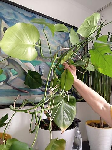 Монстера (Monstera deliciosa), взрослое лиановидное комнатное at lalafo.kg Монстера (Monstera deliciosa), взрослое лиановидное комнатное