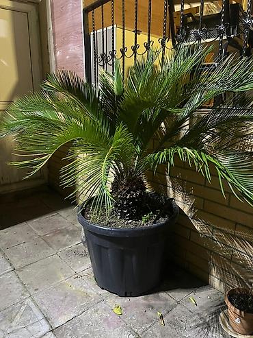finiks palma: Böyük ölçülü sago xurması (Cycas revoluta) – qara plastik qazonda — 1