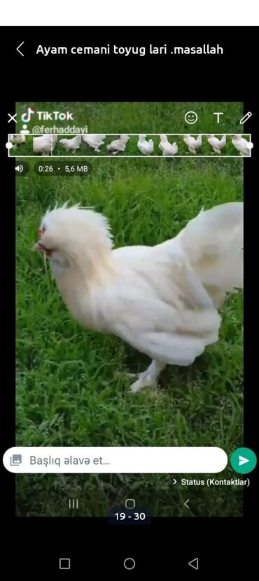 Hinduşka: Erkək, Kanada, Holland, Amerika, Damazlıq, Pulsuz çatdırılma — 6