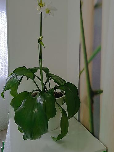 green leaf: Эухарис (амазонская лилия) в горшке - Декоративно-цветущее комнатное — 2