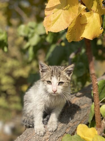 продам охотничью собаку: Породасыз, 2 айлык, Эркек, Биколор, Лотокко барууга үйрөтүлгөн, Курттардан тазаланган, Эмделген