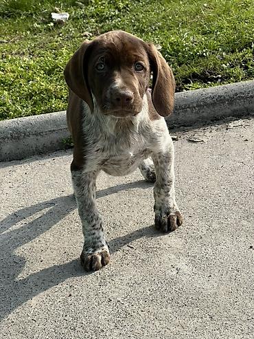 Продажа собак: Продаются щенки курцхаара. Дата рождения: 12 января 2026 г. Порода — 12