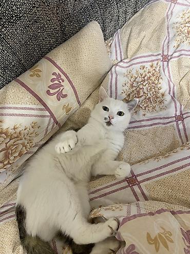 Отдам даром кошку: Кошка даром: Беспородная, 2 года, Девочка, Кастрирована, Приучена к лотку, Проглистована — 2